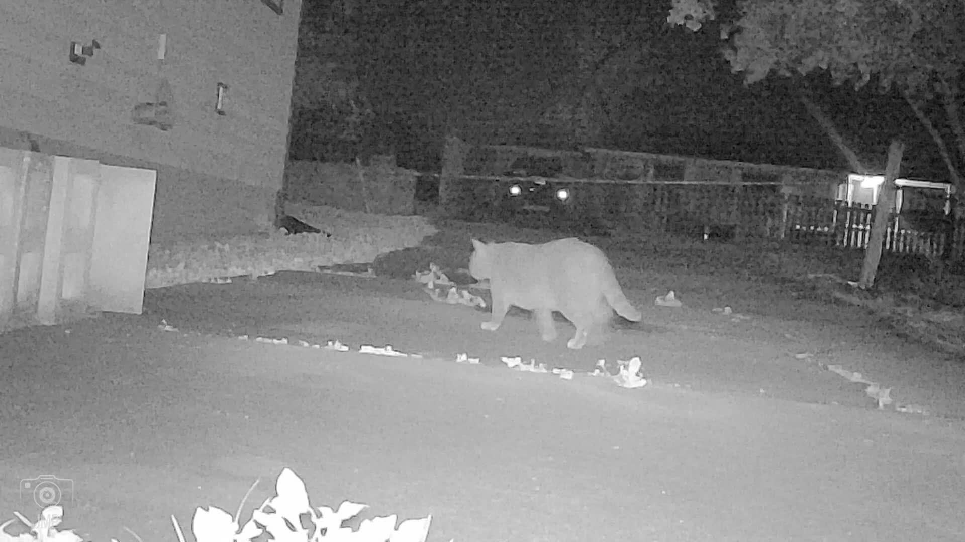 4K 32MP Wildcamera – Bewegingsdetectie & Low-Glow Nachtzicht